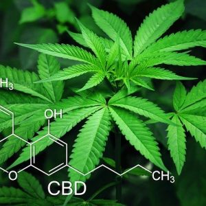 Image de fleur de cannabis avec la molécule de CBD